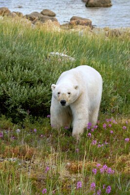churchill-wild_1274 1 null