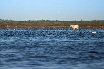 churchill-wild_1496 null