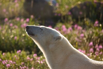 churchill-wild_4049 null